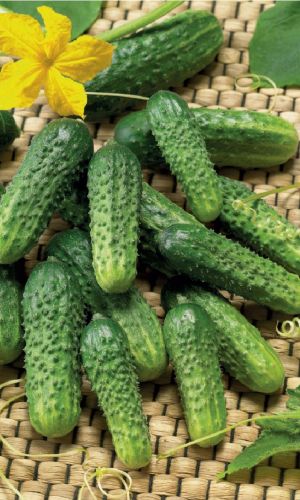 Огурец ПАСАДЕНА F1 &mdash; Великолепная урожайность (до 30 кг с м/кв) и длительное плодоношение даже в неблагоприятных условиях!