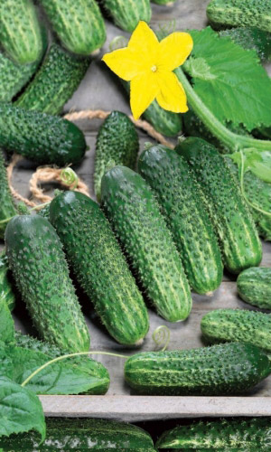 Огурец ПАСАМОНТЕ F1 &mdash; Огурчиков видимо-невидимо! Букетная завязь! Стабильная урожайность! Плоды без горечи, не перерастают! Идеален для консервирования!