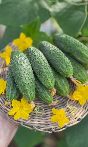 Огурец ПИЖОН F1 &mdash; Сплошь увешан хрустящими, тёмно-зелёными огурчиками! Пучковая завязь!