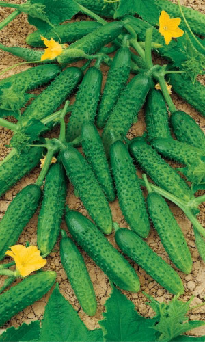 Огурец ПРЕЗИДЕНТ &mdash; Лидер на огуречной грядке! Огурчики без пустот, без горечи! Более 60 дней активного плодоношения!