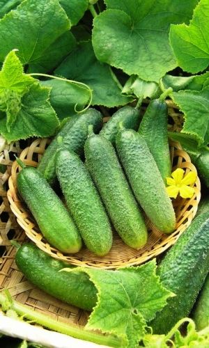 Огурец ПРИМАДОННА ДАЧНИКА F1