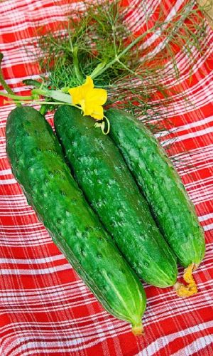 Огурец РЕЗАСТР &mdash; Стабильная урожайность, хорошие вкусовые качества плодов, длительность сохранения товарного вида зеленца!