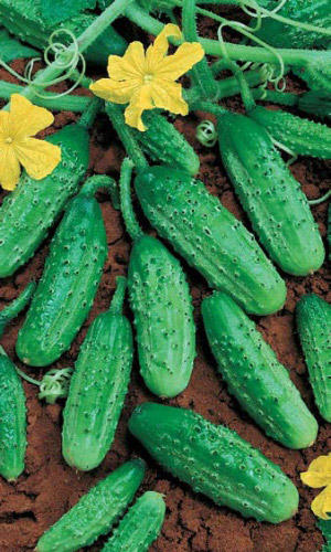 Огурец РОДНИЧОК F1