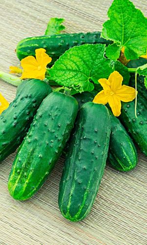 Огурец СИНТЕЗ &mdash; Ценится за высокие товарные качества плодов!