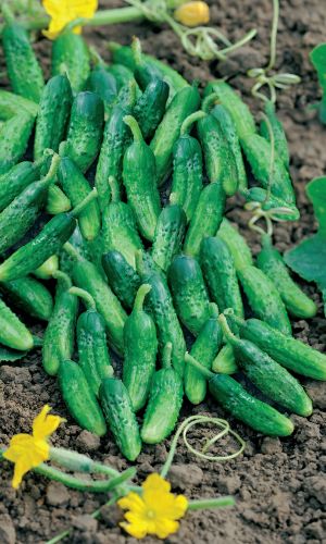 Огурец СОКОЛИК &mdash; Отличается дружной отдачей урожая! Толерантен к перепаду температур! Урожайность 10-12 кг/м.кв!