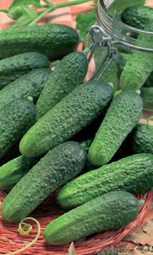 Огурец СОЛИ САМ &mdash; Малышки-пикули для засолки!