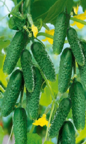 Огурец ТАГАНАЙ F1 &mdash; Мощное растение - рекордная, массированная урожайность необычайно крепких огурчиков! Самоопыляемый!