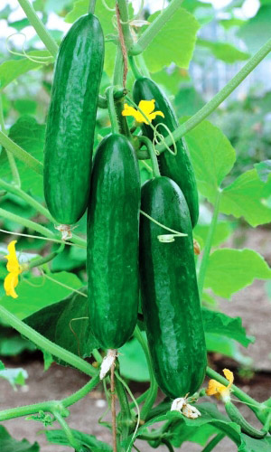 Огурец ТАЙФУН F1 &mdash; Самый неприхотливый! Салатный! Не болеет! Плодоносит до заморозков! Вкус необычайно яркий!