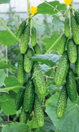 Огурец ТЁЩИН ЗАСОЛ F1