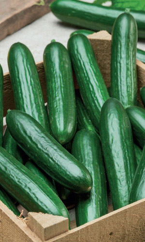 Огурец ТОРНАДО УД F1 &mdash; Салатный, сладкий, невероятно урожайный профи-гибрид!