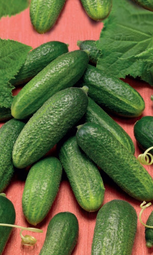 Огурец ТВИГИ F1