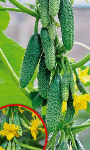 Огурец УЛЫБКА F1 &mdash; Ультраскороспелый! Пучковый! Вкуснейший! Без горечи! Не перерастает!