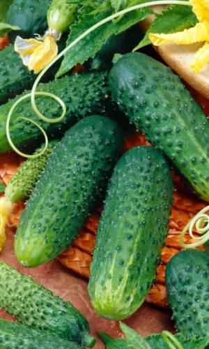 Огурец УРАЛЬСКИЙ КОРНИШОН F1 &mdash; Великолепный ранний гибрид! Зеленцы сладкие, хрустящие, не перерастают!