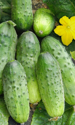 Огурец ВЕКТОР