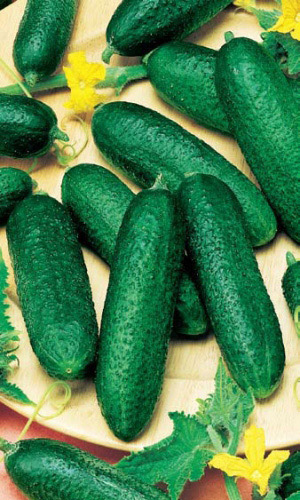 Огурец ВИТАС F1 &mdash; Пучковый! Без горечи! Самоопыляемый!