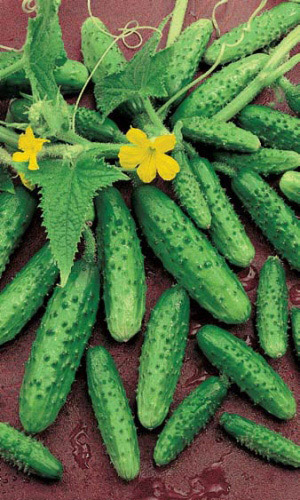 Огурец ВОДОЛЕЙ &mdash; Сочетает абсолютную неприхотливость, дружную отдачу урожая, а главное устойчивость к кладоспориозу!