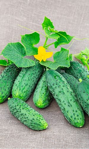 Огурец ВОДОПАД &mdash; Высокоурожайный, раннеспелый сорт! Быстро нарастают после очередного сбора! Устойчив к мучнистой росе!