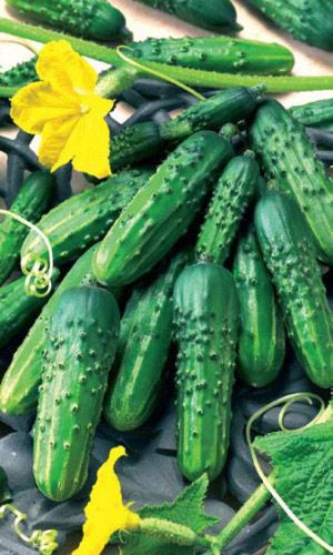 Огурец ЖУРАВЛЁНОК F1