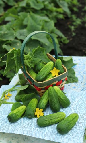 Огурец ЗОЛОТОЙ ЮБИЛЕЙ &mdash; Компактный куст! Пучковая завязь! Зеленцы ароматные, крепкие, без пустот! Для маринования, засола и консервации!