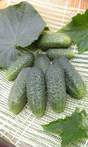 Огурец ЗЯТЁК F1 &mdash; Не требует опыления, урожай с июня до сентября!