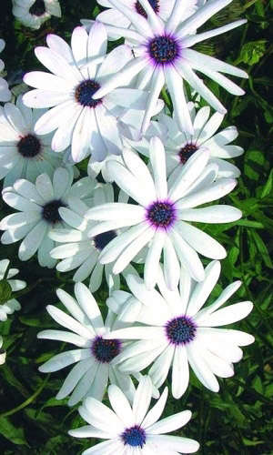 Остеоспермум ПРОХЛАДА