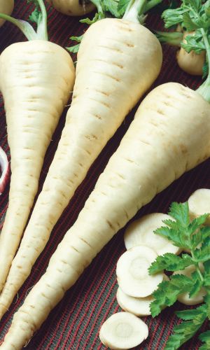 Пастернак БЕЛЫЙ АИСТ &mdash; Высокоурожайный! Неприхотливый! Лёжкий и очень полезный!