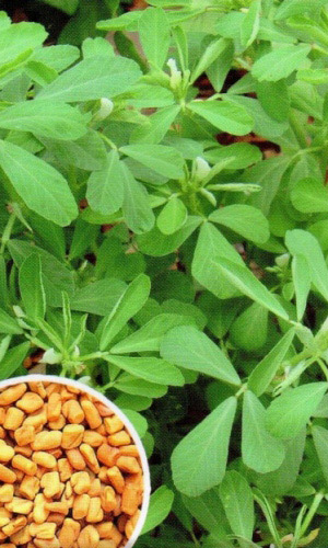 Пажитник ГУРМАН