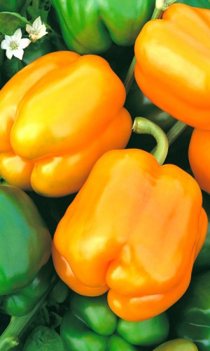 Перец БРАТЕЦ ЛИС