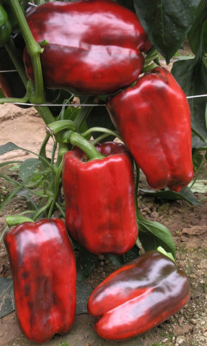 Перец БУЙВОЛ КРАСНЫЙ F1