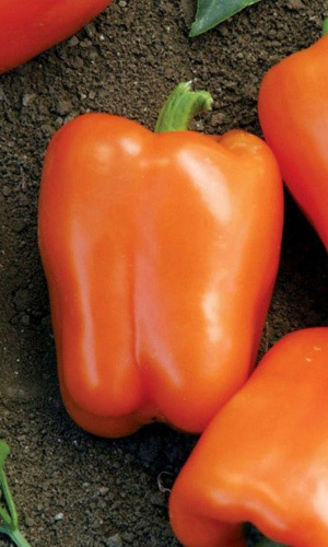 Перец БЫЧОК