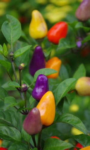 Перец декоративный АЛАДДИН