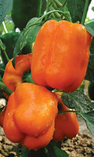 Перец ГИГАНТ ОРАНЖЕВЫЙ F1