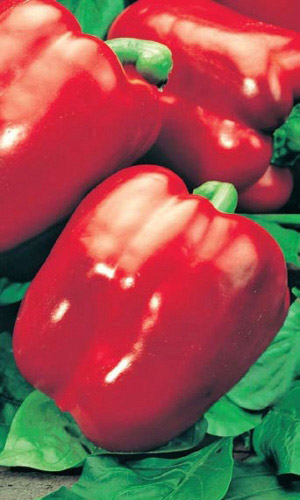 Перец ИОЛО ВОНДЕР &mdash; Кубики как в магазине! Тяжеловесные плоды!