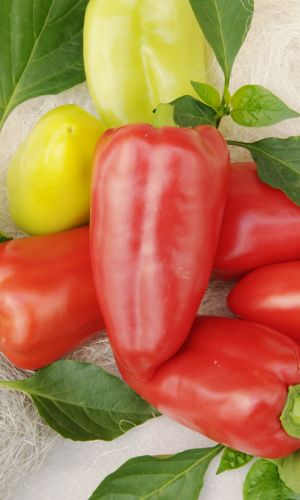 Перец КАПИТОШКА