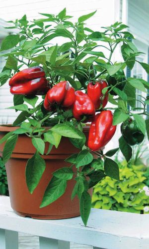 Перец КОМНАТНЫЙ ПИК