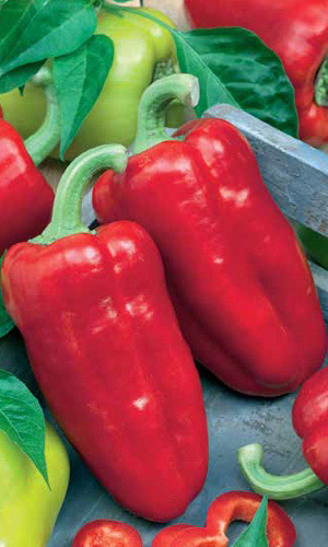 Перец МИШКА НА СЕВЕРЕ F1