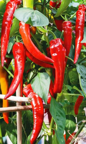 Перец острый АРМЯНСКИЙ