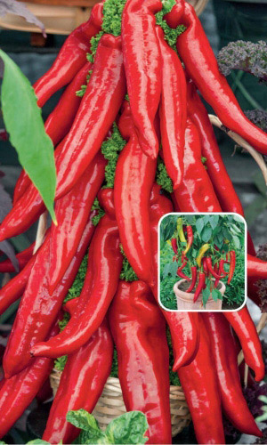 Перец острый КРАСНЫЙ ТОЛСТЯК