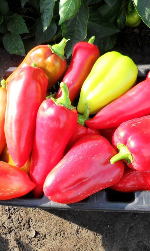 Перец ПОДАРОК МОЛДОВЫ