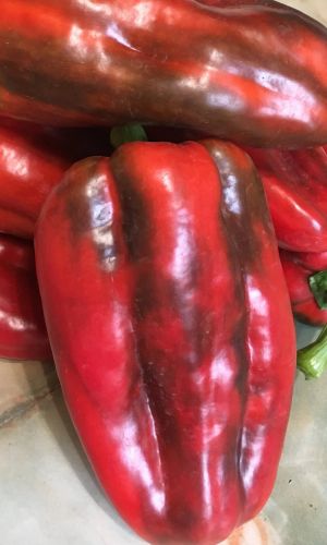 Перец СУПЕР-СЛОН F1