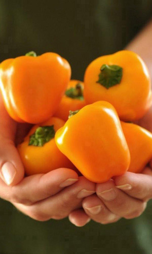 Перец ЯНТАРНЫЙ &mdash; Удивительно яркий вкус! Цельноплодное консервирование! Хороши для фарширование сыром и оливкой!