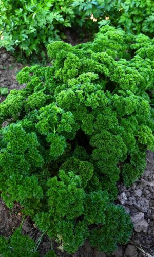 Петрушка кудрявая ПЕТРА