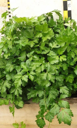 Петрушка листовая КЛАВДИЯ