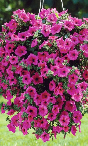 Петуния ампельная ЛАВИНА РОЗОВАЯ F1