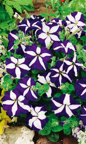 Петуния ампельная ЛАВИНА СИНЯЯ ЗВЕЗДА F1