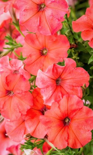Петуния БАЛКОННАЯ КОРАЛЛОВАЯ