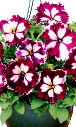 Петуния КАН КАН БУРГУНДИ грандифлора