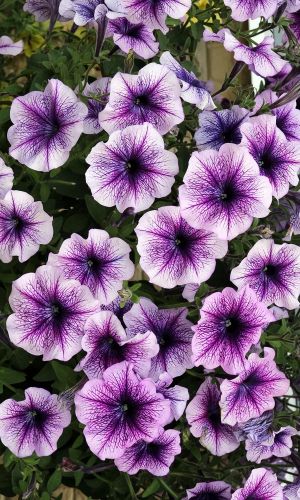 Петуния ПРИЗМ ЕЖЕВИЧНОЕ МОРОЖЕНОЕ F1