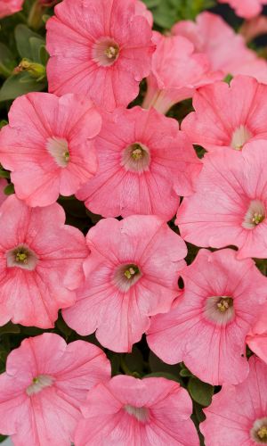 Петуния САЛМОН ПАРАДАЙЗ F1 &mdash; Многоцветковая