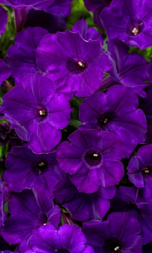 Петуния ТАЙФУН F1